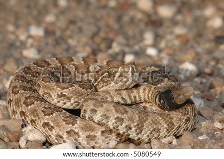 A baby prairie rattlesnake photographed in western Kansas on a gravel road.