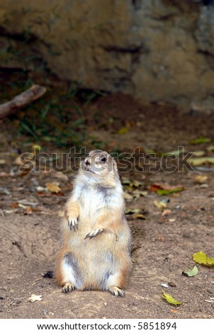 A chunky prairie dog sits back on his rear end.