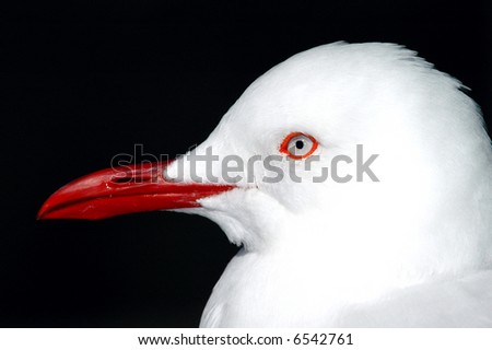 A portrait of a white seagull with a red beak against a dark evening background.