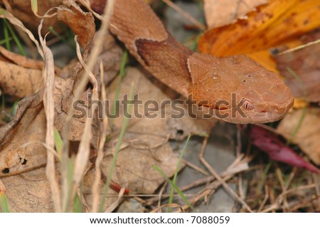 The osage copperhead is the most common venomous snake in the midwestern United States.