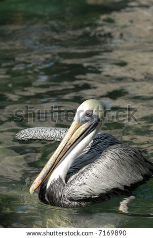 The brown pelican is a threatened species over much of it\'s natural range.