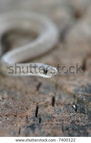 A small midland brown snake photographed in western Missouri.