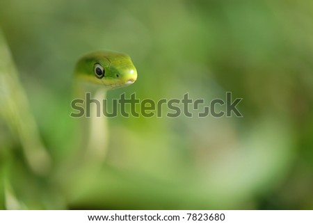 An image of a rough green snake with very limited depth of field to emphasize the animals ability to blend in with it's natural surroundings.