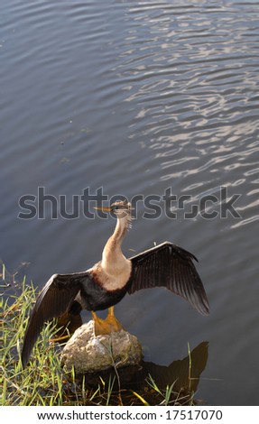 An anhinga bird stands on a rock with wings spread to dry in the sun.