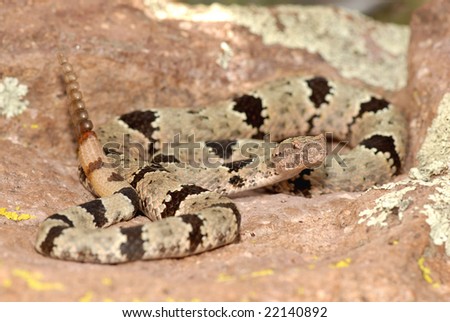 A uniquely patterned banded rock rattlesnake coiled against a stone with similar colors.