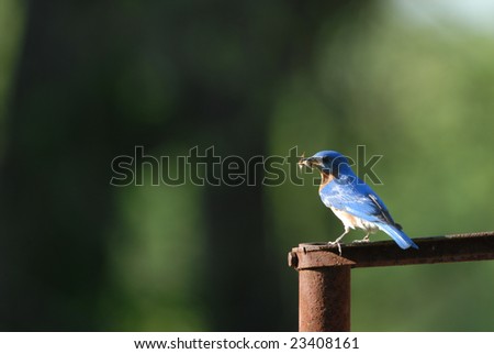 A beautiful little blue bird has captured an insect to take back to it\'s young at the nest.