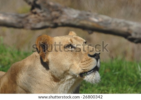 A female lion looks intently at something in the distance.