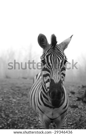 A B&W image of a striped zebra against a pale white sky on a foggy day.