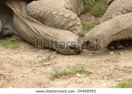 Two giant tortoises appear to be rubbing noses in a cute display of reptilian affection.