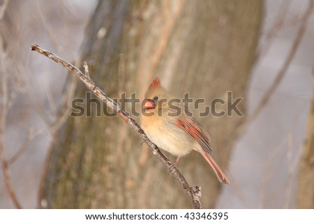 A female cardinal bird perched on a twig layered in ice on a cold winter day.
