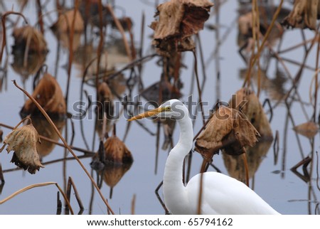 This white egret stands in contrast with the dead and brown water lotus plants.