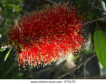 Flower Bottle brush, Australia