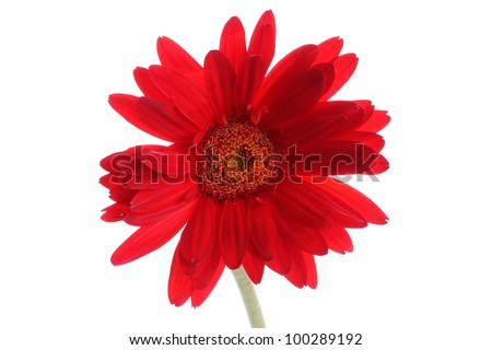 Red gerbera isolated on white