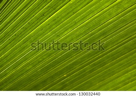 Abstract natural pattern created by palm leaf