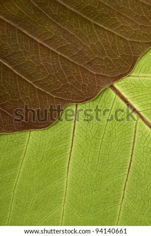 Close-up of Leaf Veins detail of bodhi leaf
