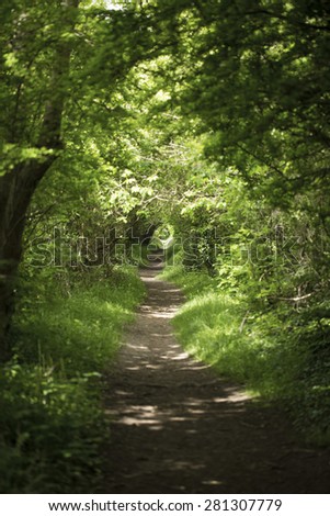 Long scenic path in a forest lit by sunlight through the trees