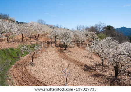 Caderechas valley with cherry blossoms, Castile-Leon (Spain)