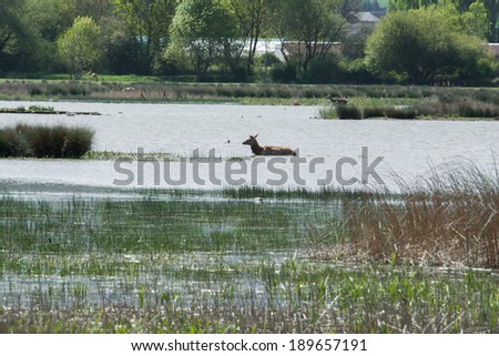 Deer crossing a lake, Salburua park, Vitoria(Spain)