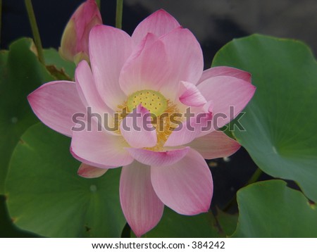 pink lotus water lily