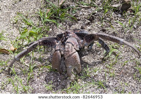 Coconut Crab - Birgus Latro
