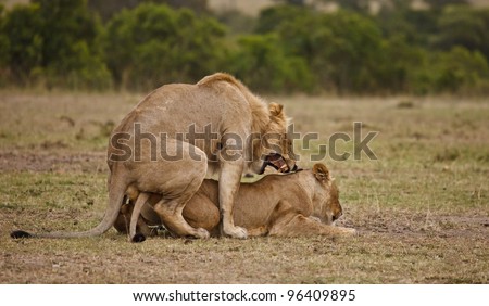 Lion and Lioness Mating - Early Morning