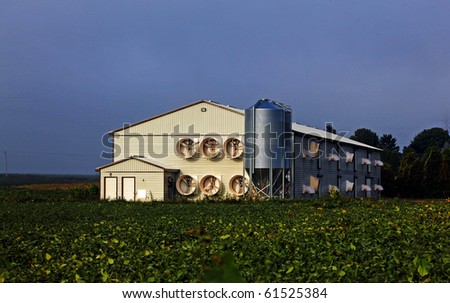 mass production modern poultry farming shed