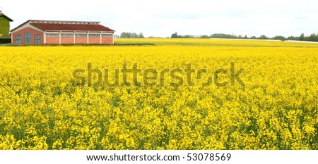 Sea of yellow flowers