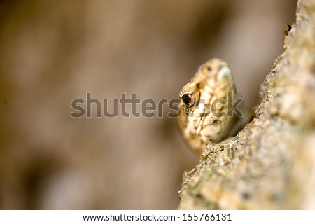 a  close up of the eye of a lizard climbing in a tree