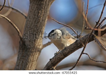 Similar – Image, Stock Photo Ruffled Nuthatch