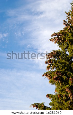 Half a fir tree supporting a cloudscape