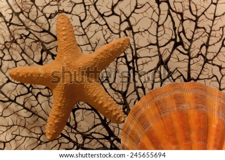 An orange starfish and sea shell with a sea fan background, soft focus.