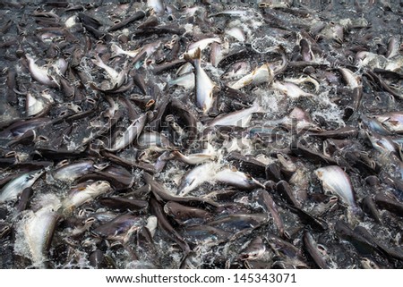 Opinion black and white striped cat fish Come forum black and white striped cat fish