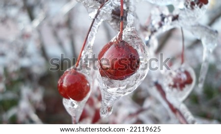 Berries frozen in time by Ice Storm