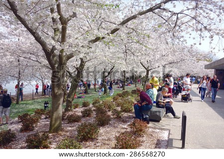 WASHINGTON DC, U.S.A. - APRIL 13, 2015: People enjoying the Japanese cherry trees blossoming in Washington DC