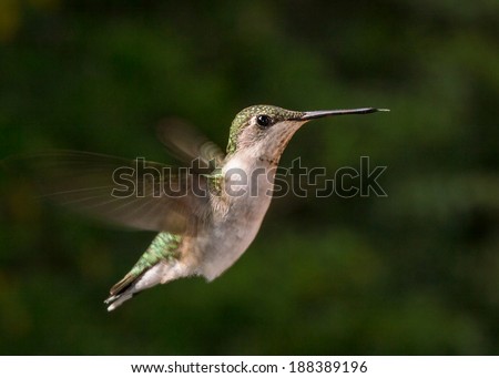 Ruby throated hummingbird in flight in front a blurred dark green background