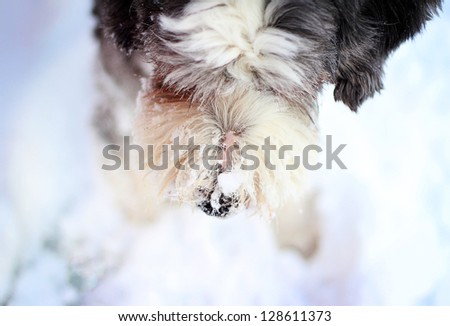 Dog nose with snow