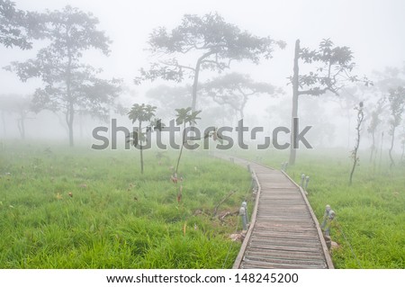 Way in fog forest, forest in fog