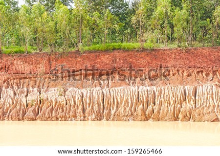 Tree and section of soil. Erosion due to water erosion.
