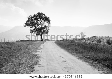 Black and white, Rural road leading to the tree