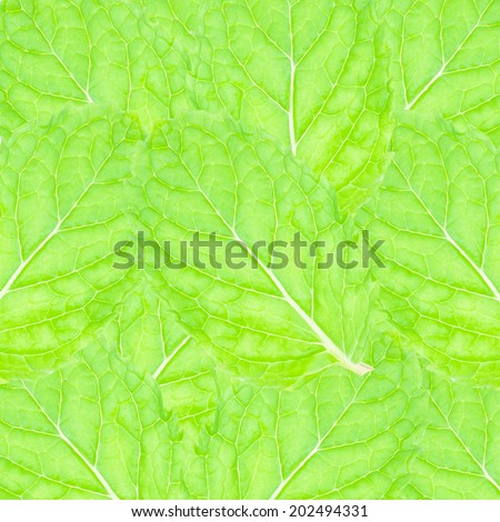 Fresh mint leaves background
