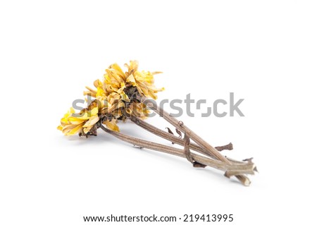 Dried flower, Dried chrysanthemum on white background.
