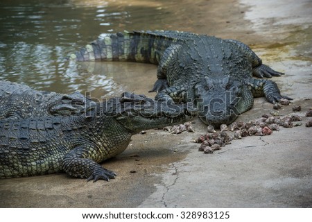 Crocodile is eating the food in zoo at Thailand.