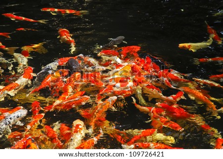 Multicoloured pond fish \