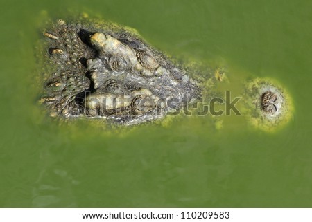 Crocodile with mouth open head above water