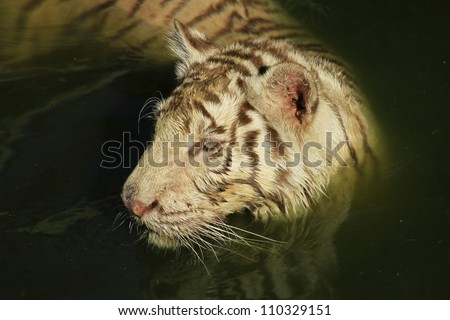 White Bengal Tiger playing in the water pond