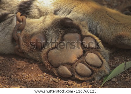Close up of a tiger paw