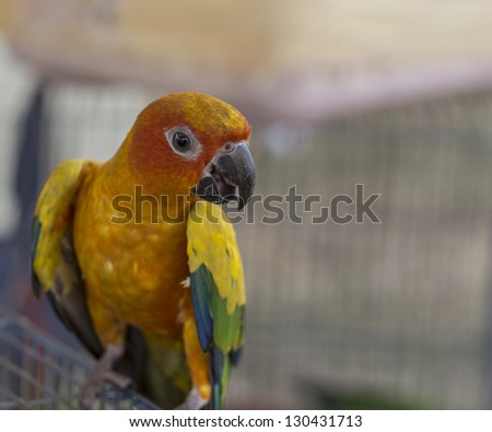 Tropical yellow parrot with green wings