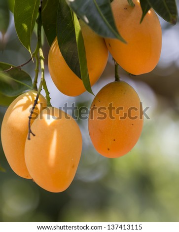 sweet yellow Marian plum ,Plum mango, thailand