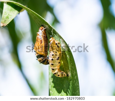 butterfly cocoon and the empty chrysalis of butterfly hanging on branch