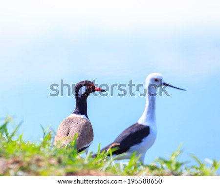 two birds,BLACK-WINGED STILT and  red-wattled lapwing bird